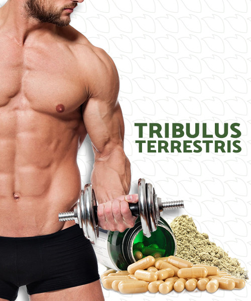 Musculação e Tribulus Terrestris: O Que Você Precisa Saber